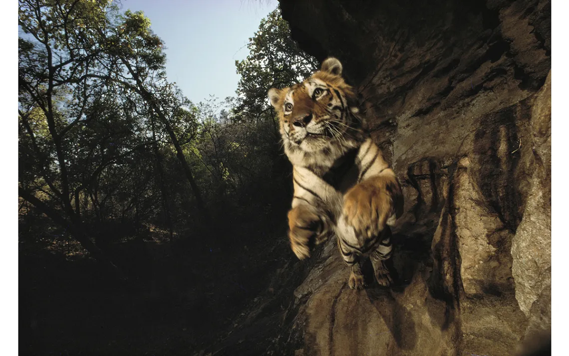 Michael Nichols's WILD: A Frenetic Look Into the Animal Kingdom